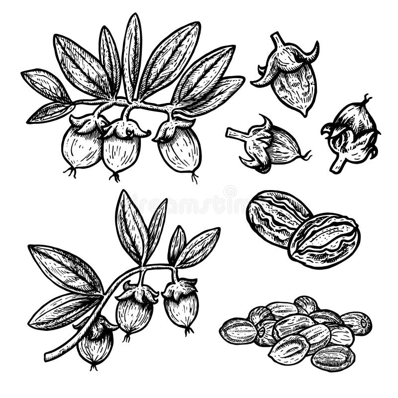 Hand drawn set of jojoba. Vintage vector sketch stock illustration Hand drawn set of jojoba. Vintage vector sketch stock illustration