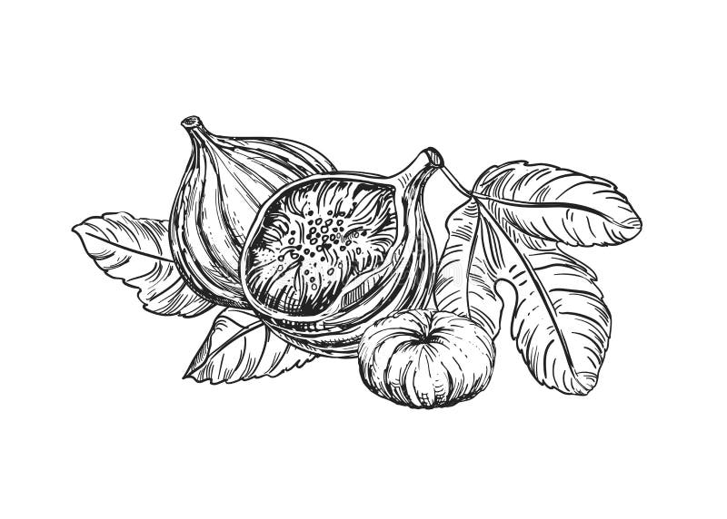 Hand Drawn Sketch Black and White of Figs, Leaf. Vector Illustration ...