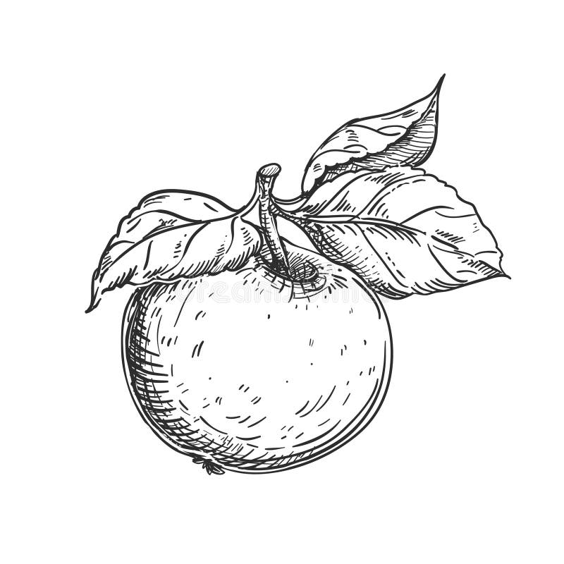 Apple Garden Graphic Black White Landscape Sketch Illustration Vector ...