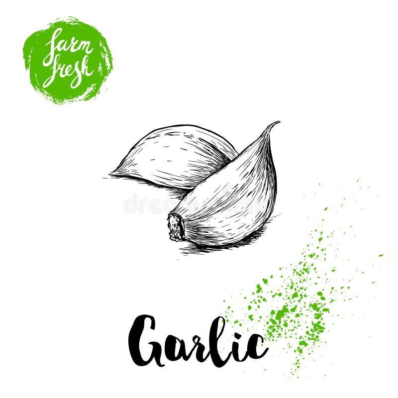 Hand drawn sketch garlic cloves. Fresh farm food vector illustration. Farm vegetables poster.