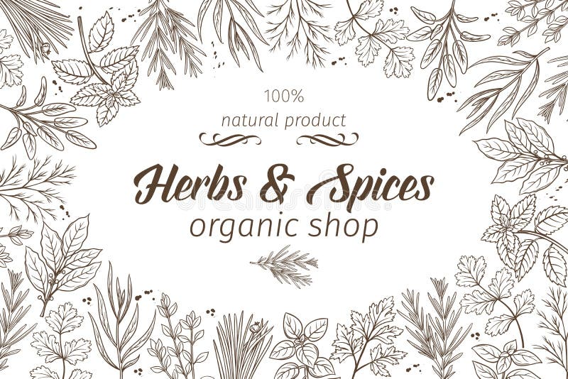 Sketch herbs and spices stock vector. Illustration of grass - 103741938