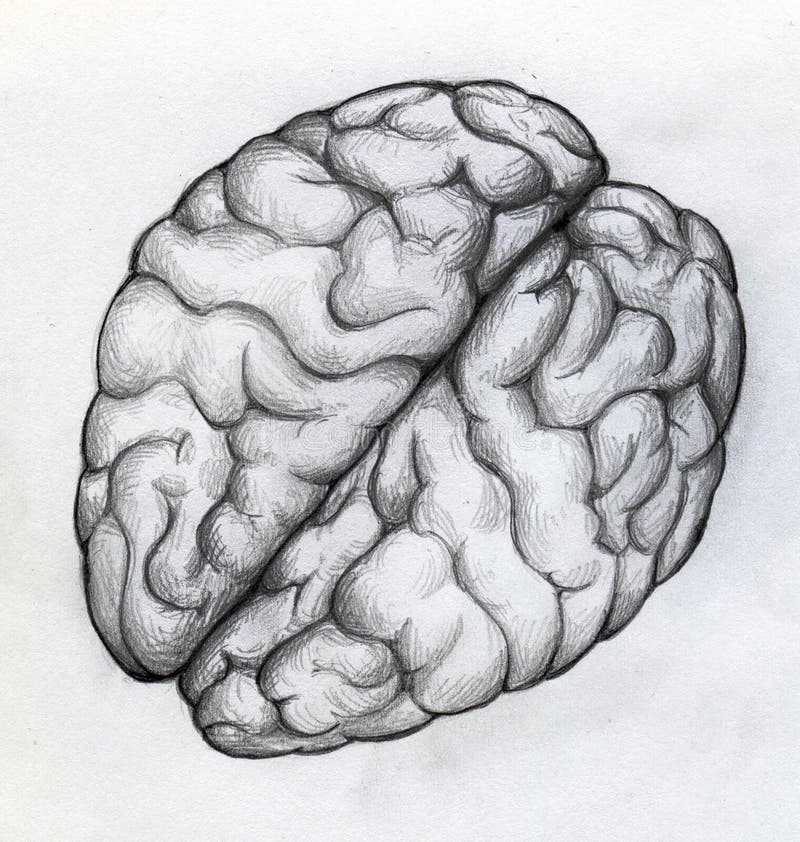 sketch of human brain