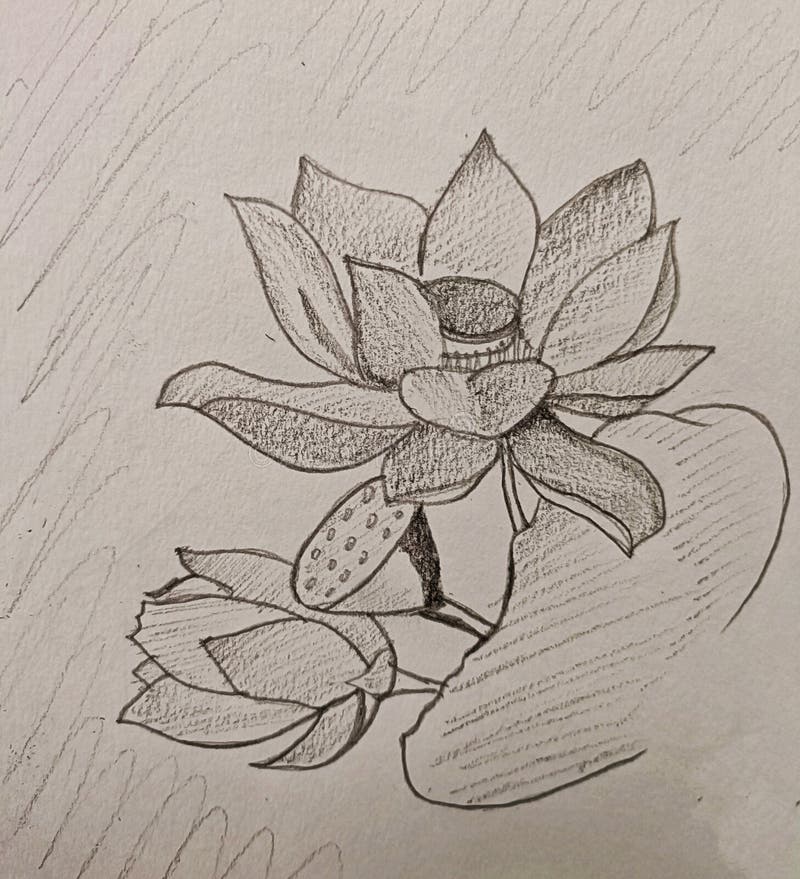 Pencil Drawing Lotus Stock Photos - Free & Royalty-Free Stock Photos ...