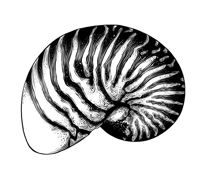 Hand drawn sketch of nautilus shell in black isolated on white background. Detailed vintage style drawing. Vector royalty free illustration