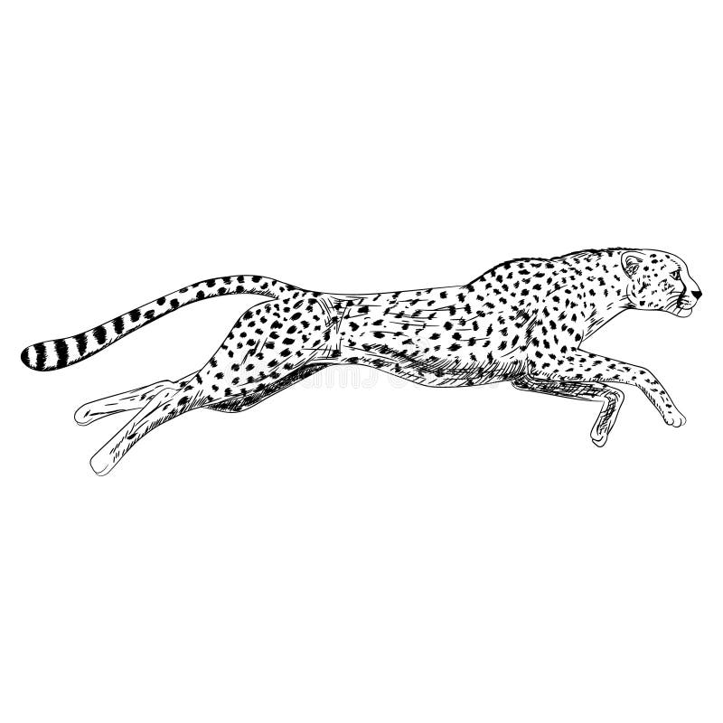 Cheetah from multicolored paints. Splash of watercolor, colored drawing,  realistic. Vector illustration of paints 3621295 Vector Art at Vecteezy