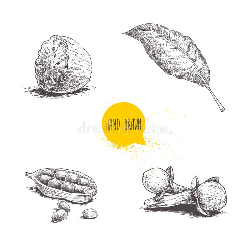 Hand drawn sketch spices set. Bay leaf, half of nutmeg, cardamom with seeds and cloves. Herbs, condiments and spices vector illust