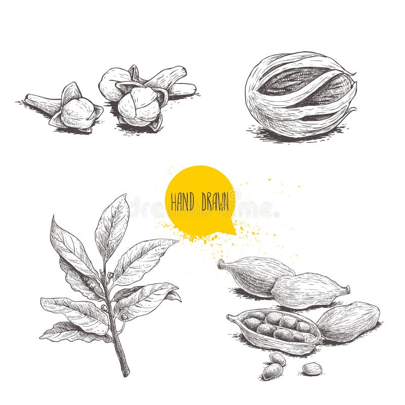 Hand drawn sketch spices set. Bay leaves branch, nutmeg fruit, cardamoms and cloves. Herbs, condiments and spices vector illustrat