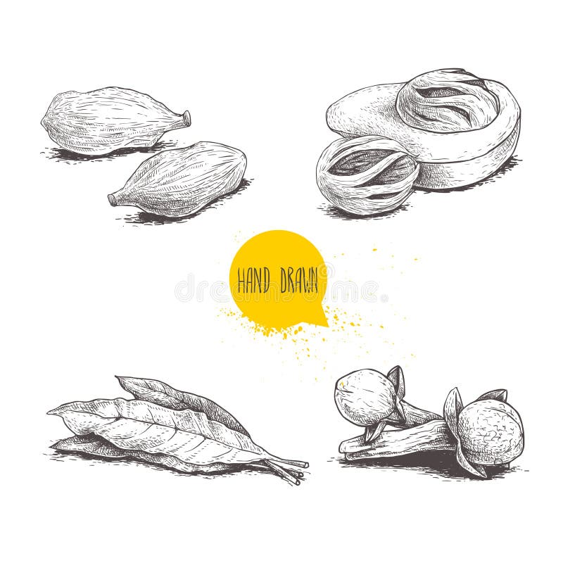 Hand drawn sketch spices set. Bay leaves, nutmegs, cardamoms and cloves. Herbs, condiments and spices vector illustration