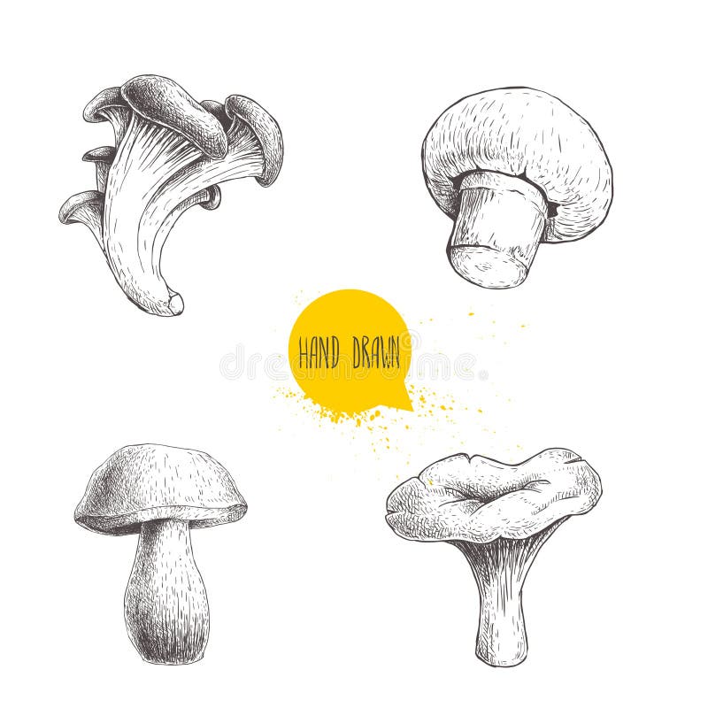 Hand drawn sketch style different forest mushrooms set. Champignon, oyster, chanterelle and porcini mushrooms. Organic eco raw foo stock illustration Hand drawn sketch style different forest mushrooms set. Champignon, oyster, chanterelle and porcini mushrooms. Organic eco raw foo stock illustration