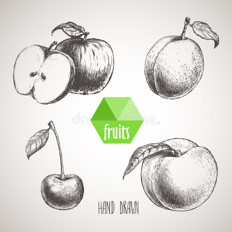 Hand drawn sketch style fruits set.