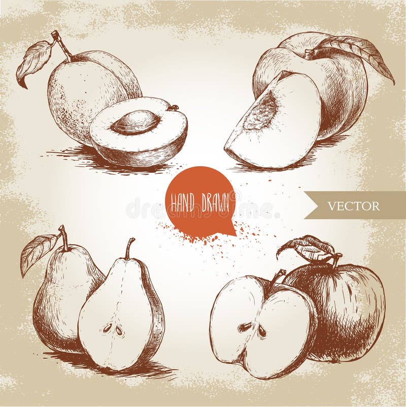 Hand drawn sketch style fruits set. Apricots, peaches, half pears, apples. Eco food vector illustration