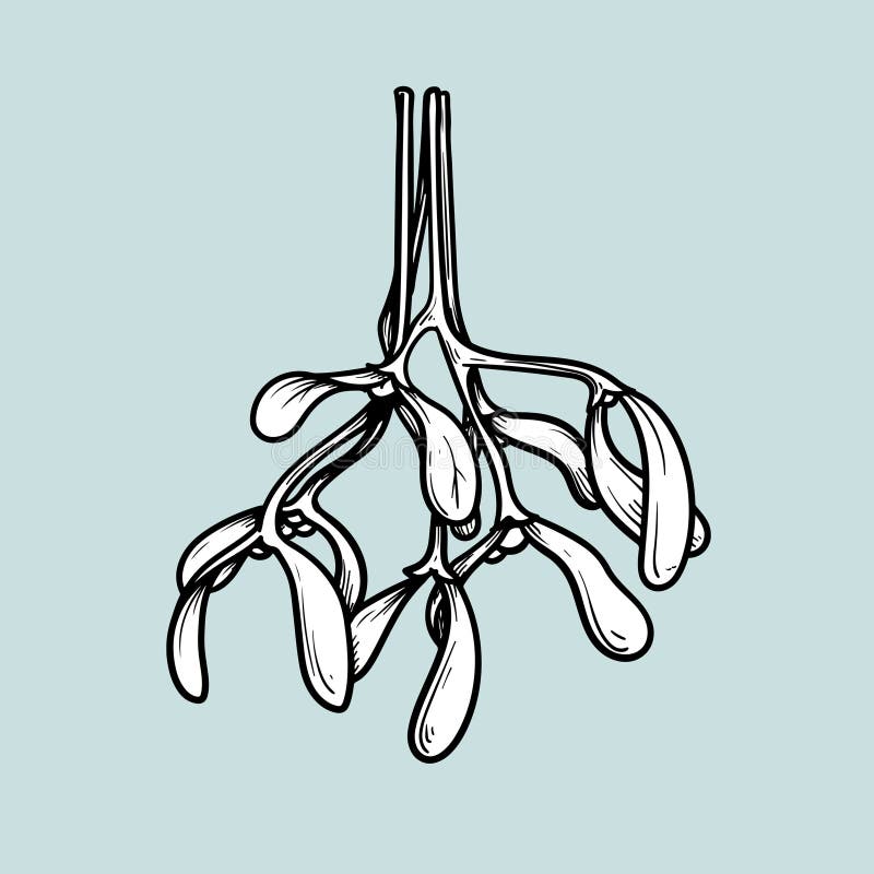 Mistletoe Sketch Stock Illustrations – 6,185 Mistletoe Sketch Stock Illustrations, Vectors & Clipart - Dreamstime Mistletoe Sketch Stock Illustrations – 6,185 Mistletoe Sketch Stock Illustrations, Vectors & Clipart - Dreamstime