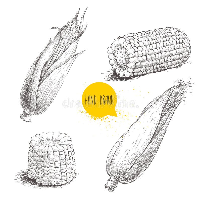 Hand drawn sketch style set of corn vegetable.