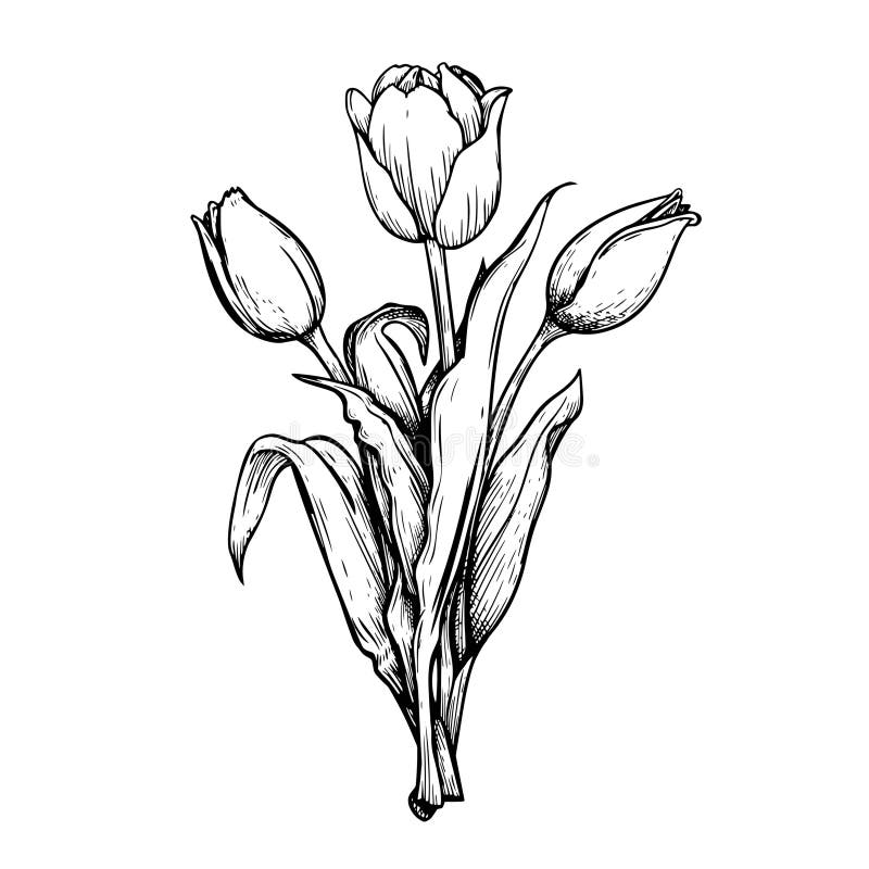 Hand Drawn Sketch Style Tulip Flowers Bouquet. Black and White Pen and ...