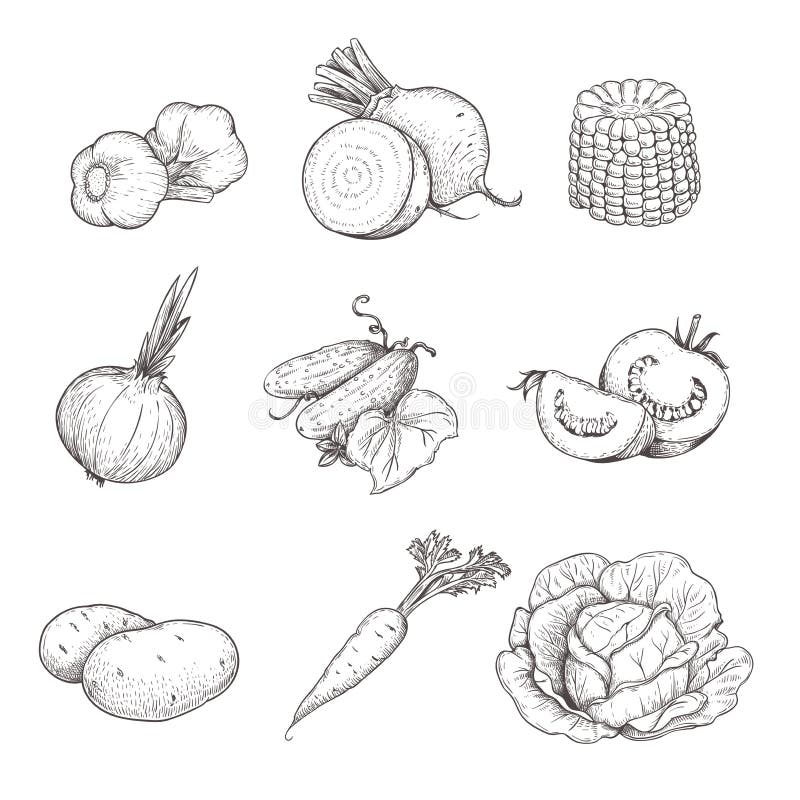 Hand drawn sketch style vegetables set. Garlic, beet, corn, onion, cucumber, tomato, potato, carrot and cabbage.