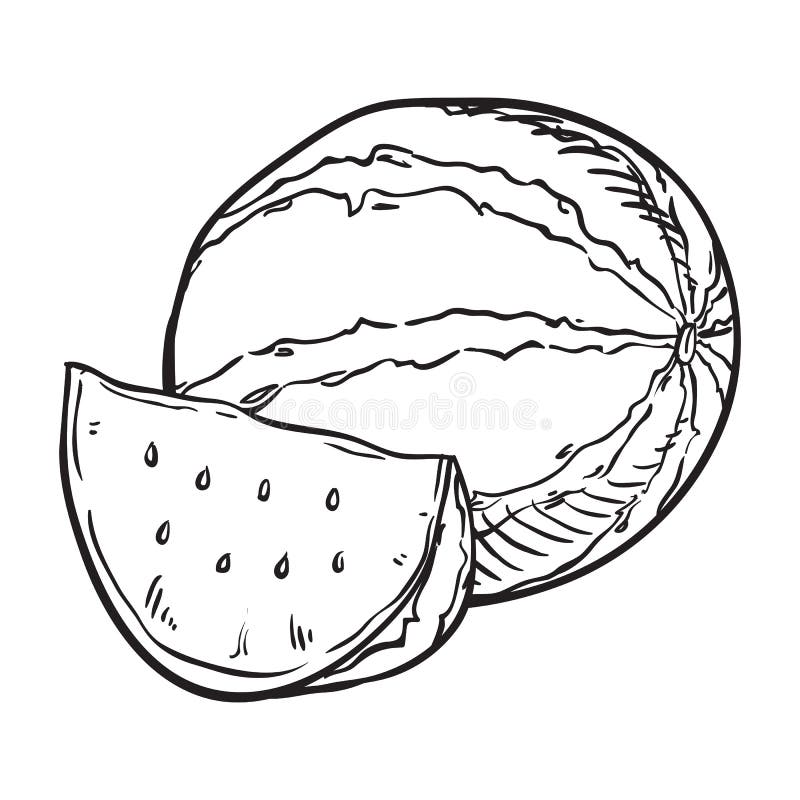 Hand Drawn Sketch Watermelon Illustration. Stock Vector Illustration