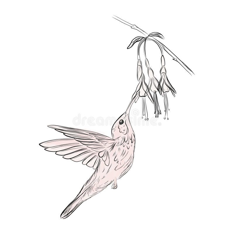 Art Hummingbird Tattoo Stock Illustrations 715 Art Hummingbird Tattoo Stock Illustrations Vectors Clipart Dreamstime