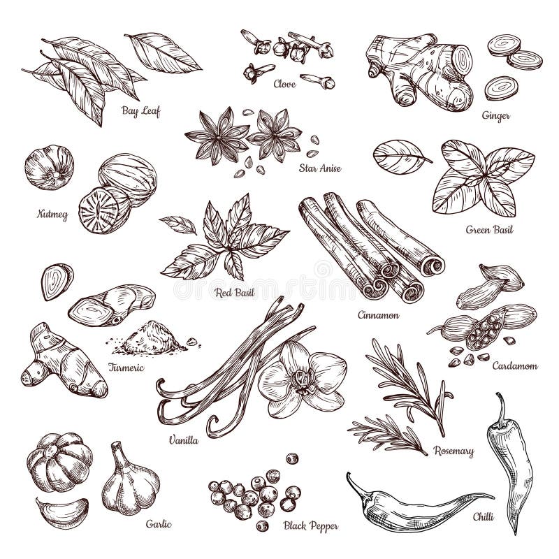 Hand drawn spices. Vanilla and pepper, cinnamon and garlic. Sketch kitchen herbs isolated vector set