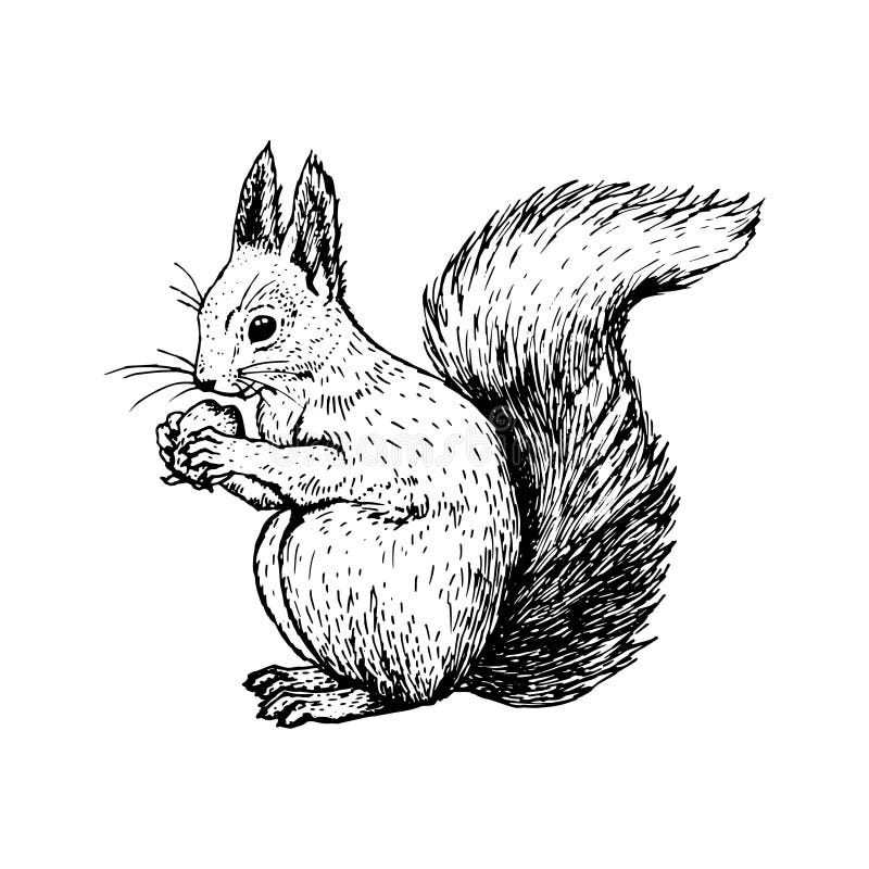 hand drawn squirrel vector sketch retro realistic animal isolated vintage style doodle line graphic design black white drawing 103055558