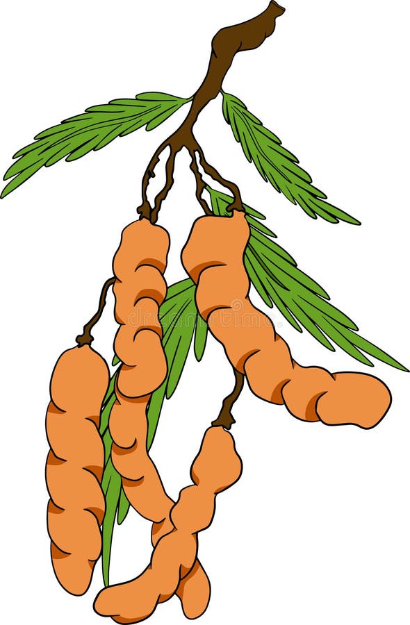 Tamarind plant drawing/tamarind/sour fruit plant/a source of vitamin  c/তেতুলপাতা#tamarind#sourplant - YouTube
