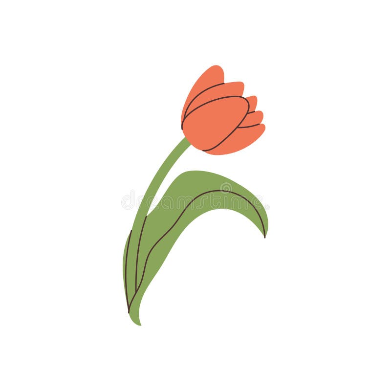 Hand Drawn Tulip Element for Your Design Stock Vector - Illustration of ...