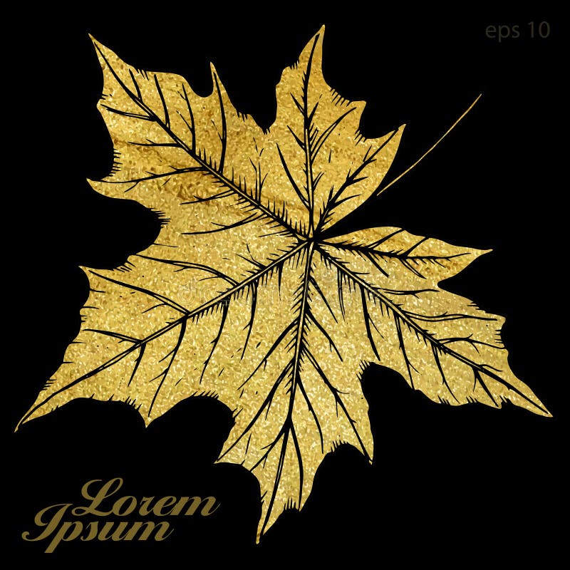 Hand drawn vector autumn maple leaf