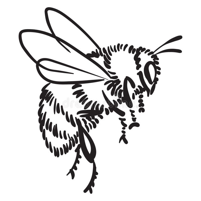 Hand drawn vector of bumblebee isolated on white background for coloring page. Black and white  stock illustration of insect for