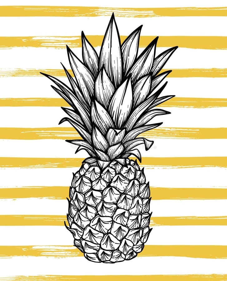 Hand drawn vector illustration - Pineapple with striped background. Exotic tropical fruit. Sketch. Outline. Perfect for vector illustration Hand drawn vector illustration - Pineapple with striped background. Exotic tropical fruit. Sketch. Outline. Perfect for vector illustration