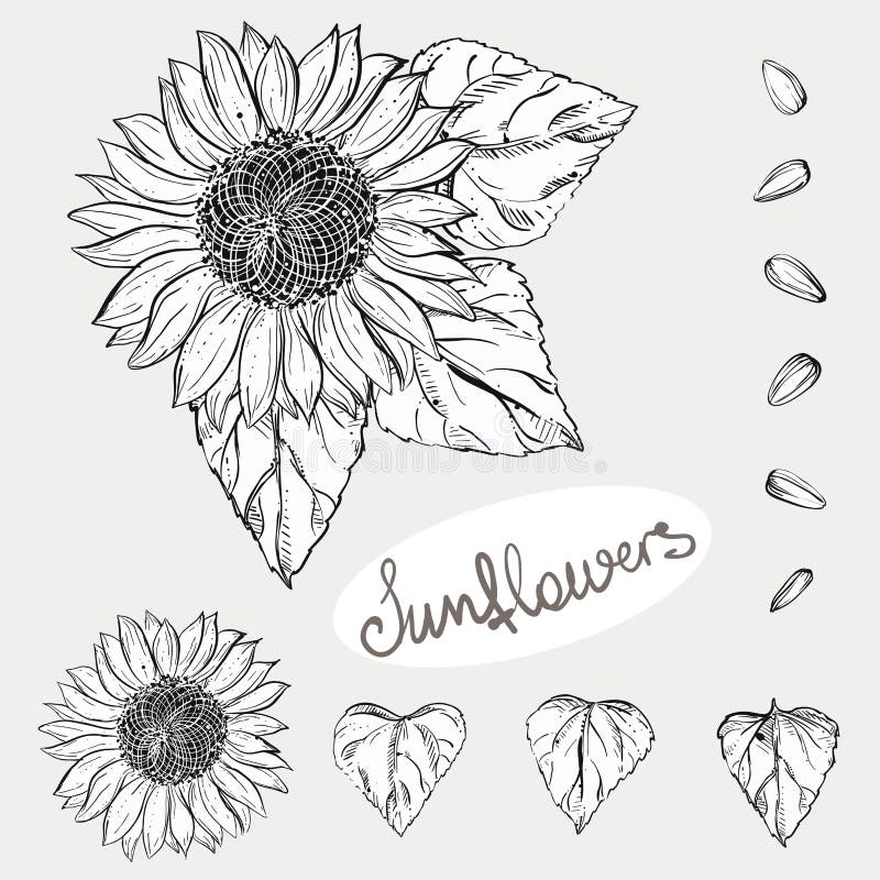 Hand Drawn Vector Illustration Set of Monochrome Sunflower, Grain, Seed ...