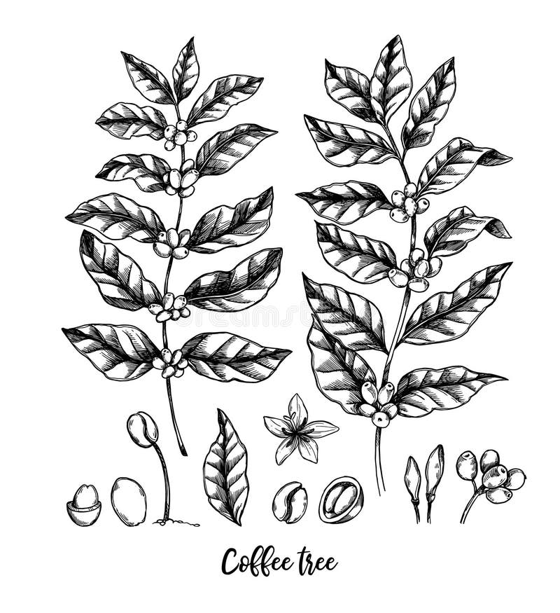 Hand drawn vector illustrations. Coffee tree and coffee beans. H vector illustration Hand drawn vector illustrations. Coffee tree and coffee beans. H vector illustration