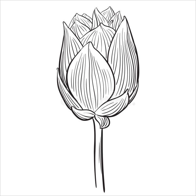 Bud Clipart Black And White