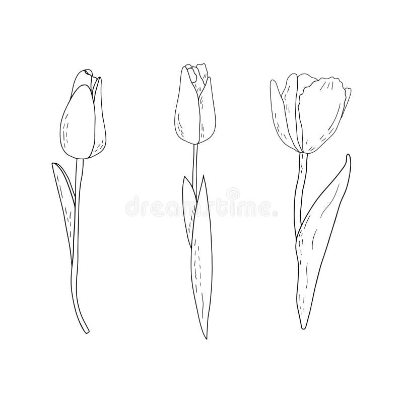 Hand-drawn Vector Set of Outline Tulips with Shading Stock Vector ...