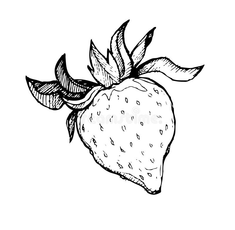 Download Hand Drawn Vector Sweet Strawberry. Line Art Stock Vector ...