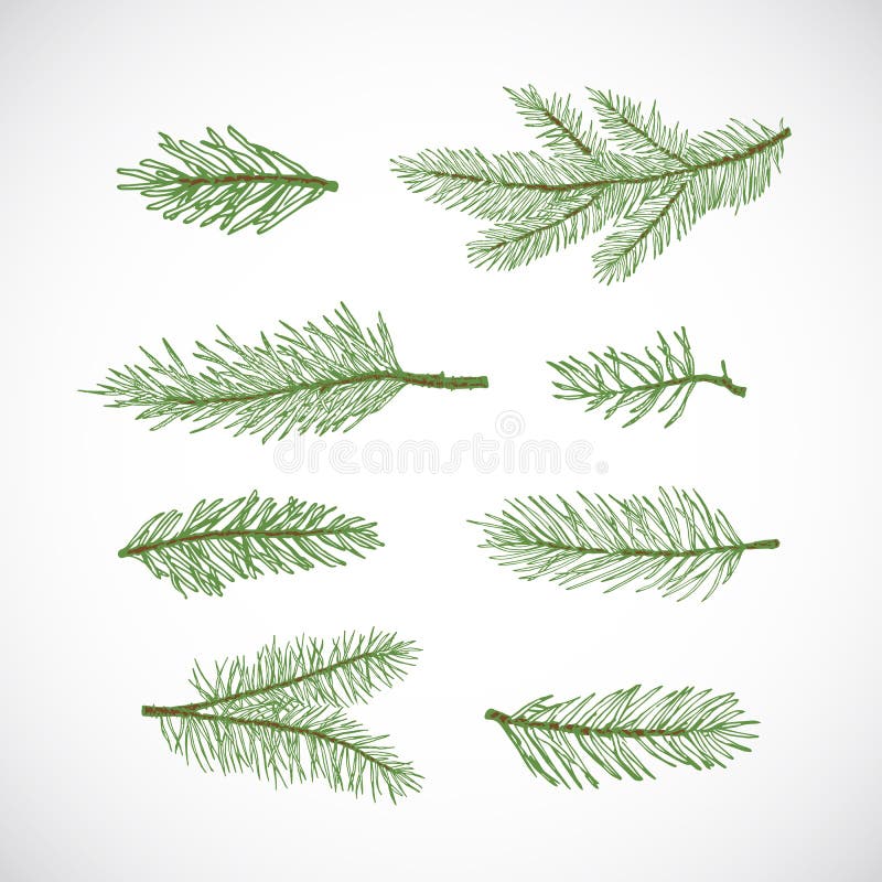 Evergreen branches Vectors & Illustrations for Free Download