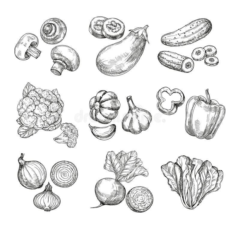 Hand drawn vegetables. Garden cauliflower, pepper and eggplant, champignons. Fresh vegan products. Sketch vegetable vector illustration Hand drawn vegetables. Garden cauliflower, pepper and eggplant, champignons. Fresh vegan products. Sketch vegetable vector illustration