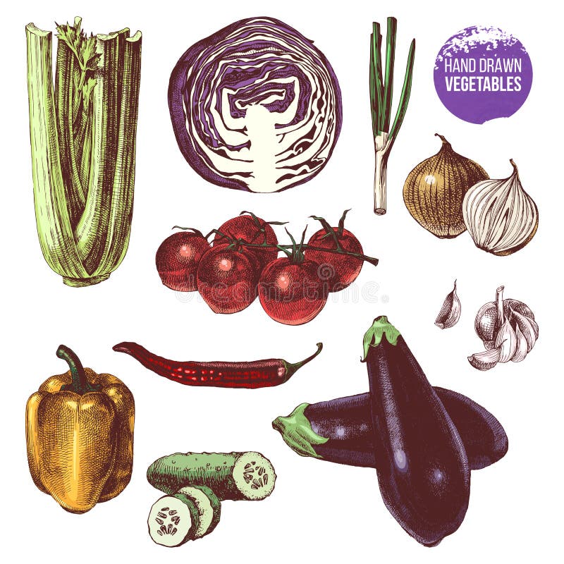 Hand drawn vegetables set stock vector. Illustration of fruit 95572990