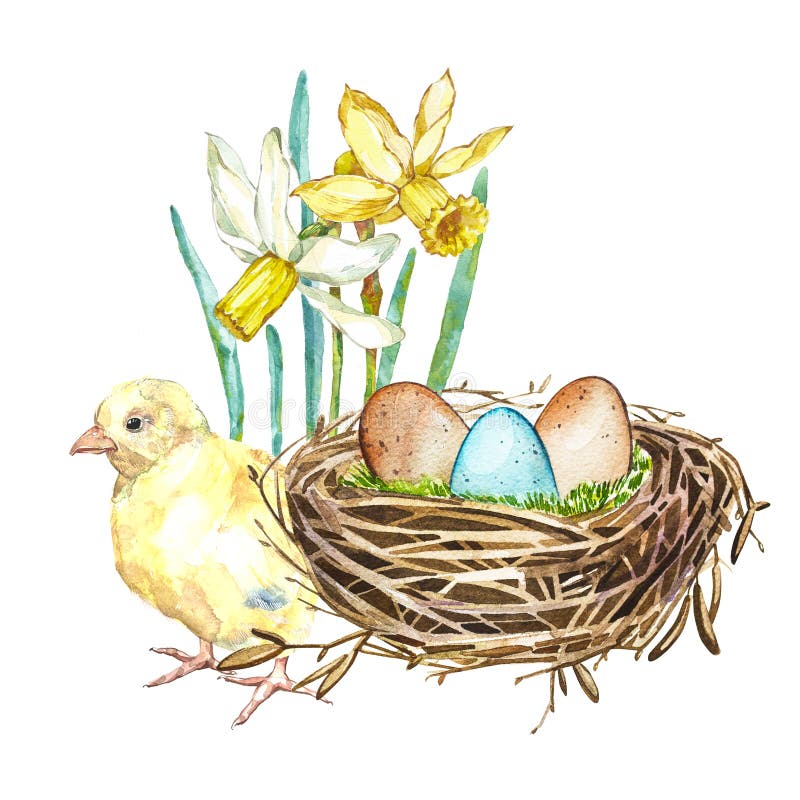 Hand drawn watercolor art bird nest with eggs and spring flowers, rooster, easter design. Isolated illustration on white