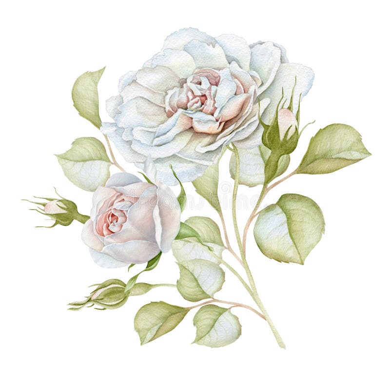 Hand Drawn Watercolor Delicate White Roses Bouquet Stock Illustration -  Illustration of floral, festive: 97864690