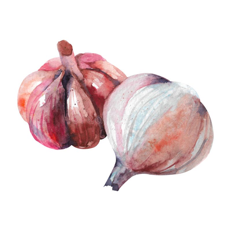 Hand drawn watercolor garlic. Vegetables illustration collection