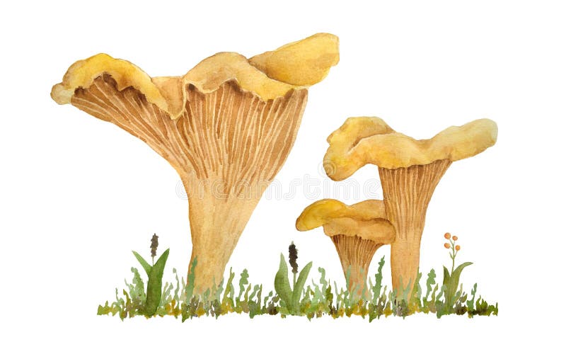 Hand Drawn Watercolor Illustration of Chanterelle Cibarius Edible Wild ...