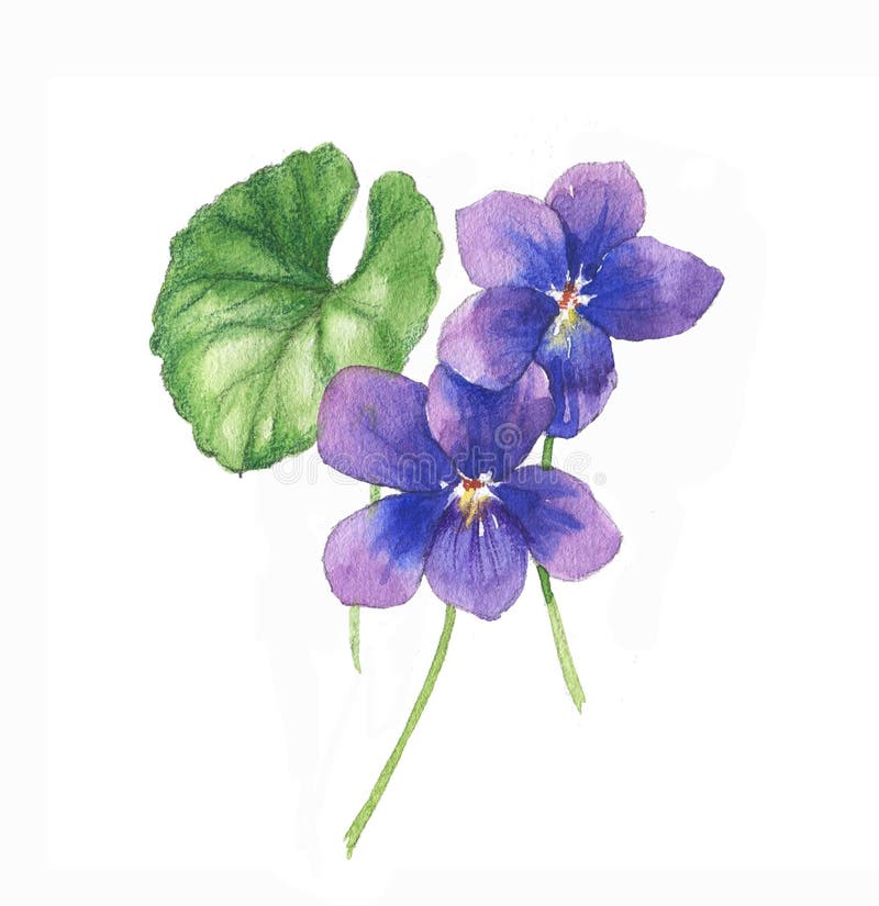 Hand-drawn Watercolor Illustration of the Isolated Violets Flowers ...