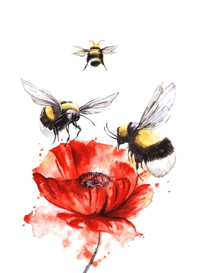 Hand drawn watercolor illustration. Three black and yellow bees are circling with their wings spread over a huge bright red poppy
