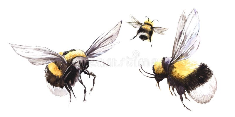 Hand drawn watercolor illustration. Three black and yellow bees are circling with their wings spread. Set of decorative element