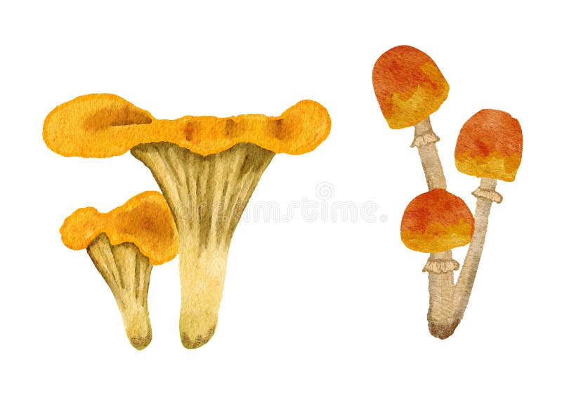 Hand Drawn Watercolor Mushrooms, Fungus Forest Wood Fungi. Brown ...