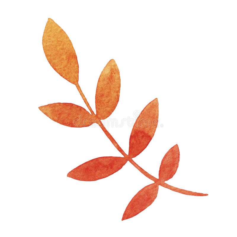 Hand drawn watercolor orange rowan leaf isolated on white background. stock illustration Hand drawn watercolor orange rowan leaf isolated on white background. stock illustration