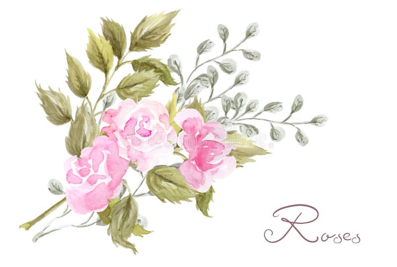 Hand drawn watercolor painting  with pink roses flowers bouquet isolated on white background. Floral ornament. Design element