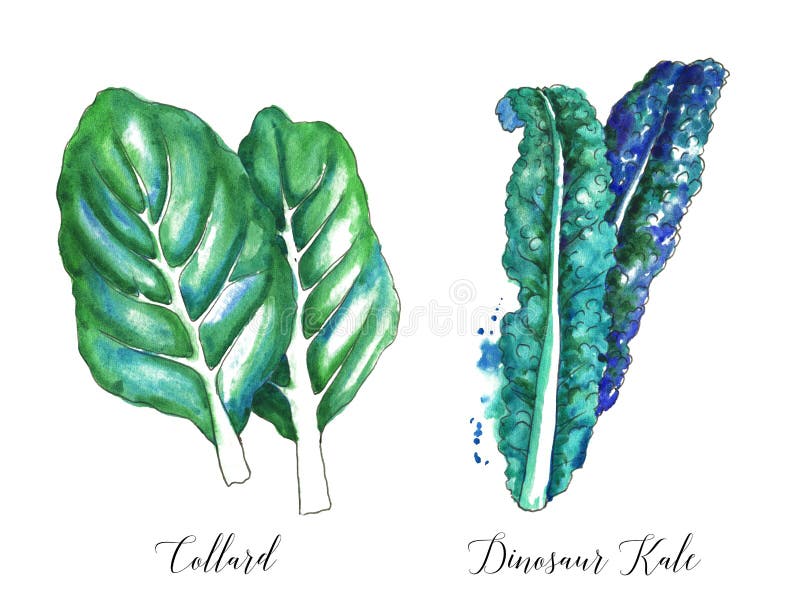 Hand drawn watercolor salad leaf, fresh collard and dinosaur kale isolated on the white background