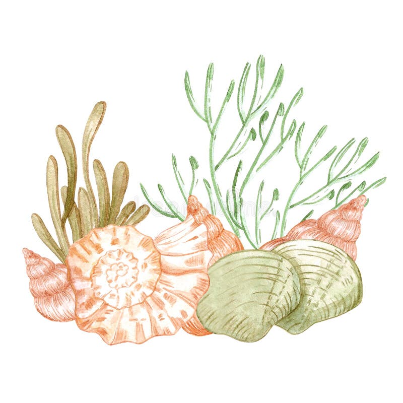 Watercolor summer beach seashell PNG set – WatercolorPNG