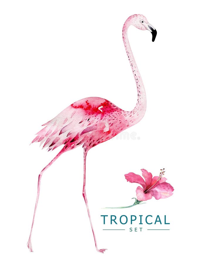 Hand drawn watercolor tropical birds set of flamingo. Exotic bird illustrations, jungle tree, brazil trendy art. Perfect royalty free stock photos Hand drawn watercolor tropical birds set of flamingo. Exotic bird illustrations, jungle tree, brazil trendy art. Perfect royalty free stock photos