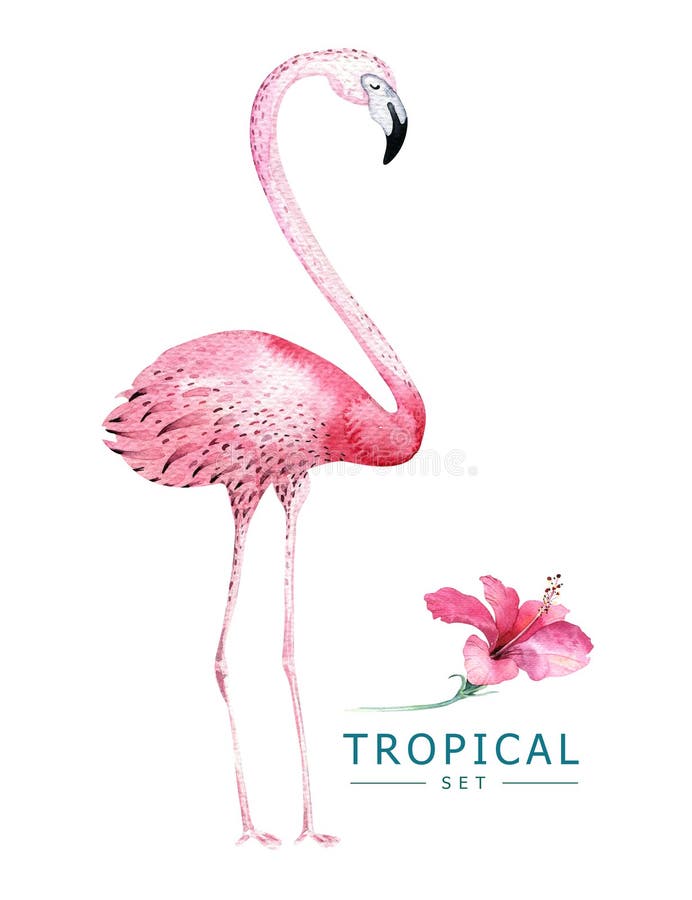 Hand drawn watercolor tropical birds set of flamingo. Exotic rose bird illustrations, jungle tree, brazil trendy art. Perfect for fabric design. Aloha collection. Hand drawn watercolor tropical birds set of flamingo. Exotic rose bird illustrations, jungle tree, brazil trendy art. Perfect for fabric design. Aloha collection.